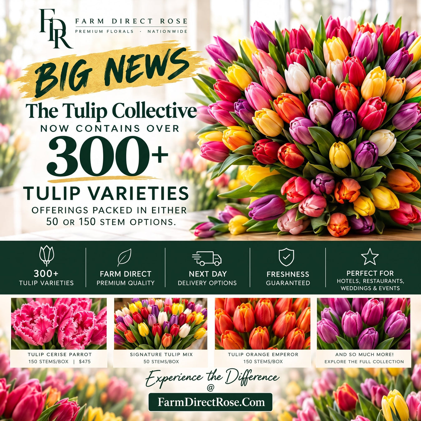 The Tulip Collective