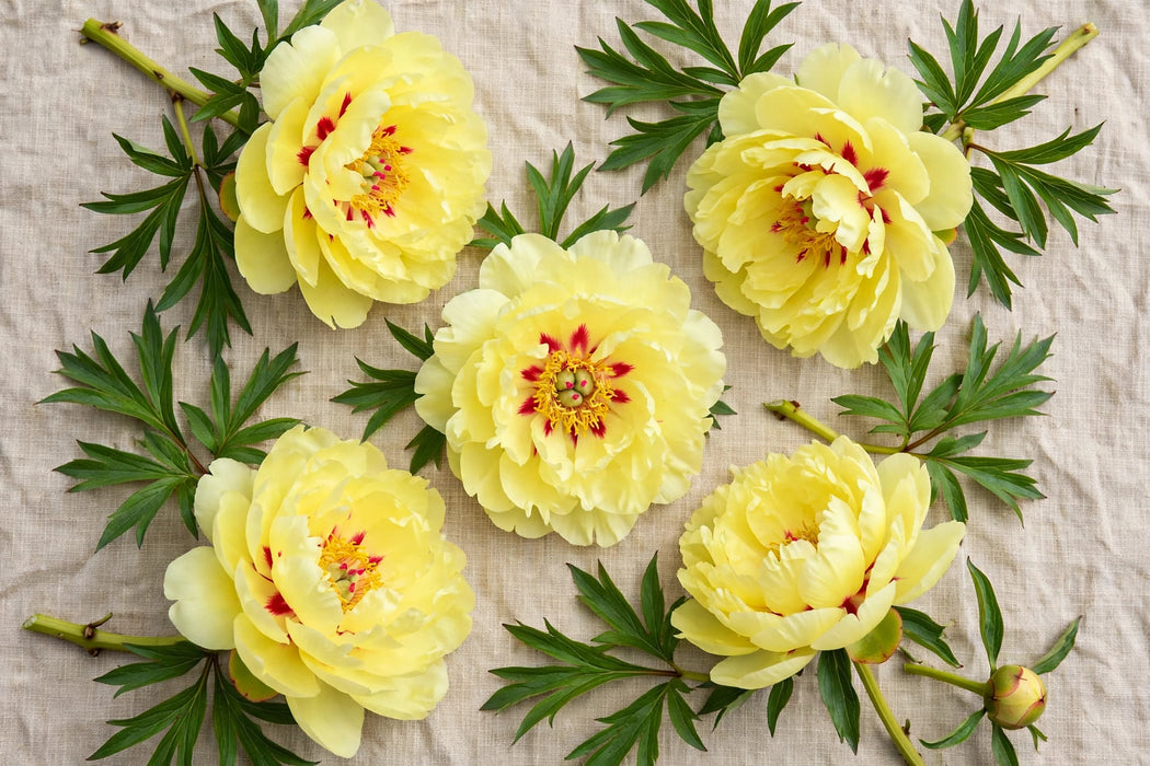 PEONIA BARTZELLA 50-60cm - Yellow - 100 Stems