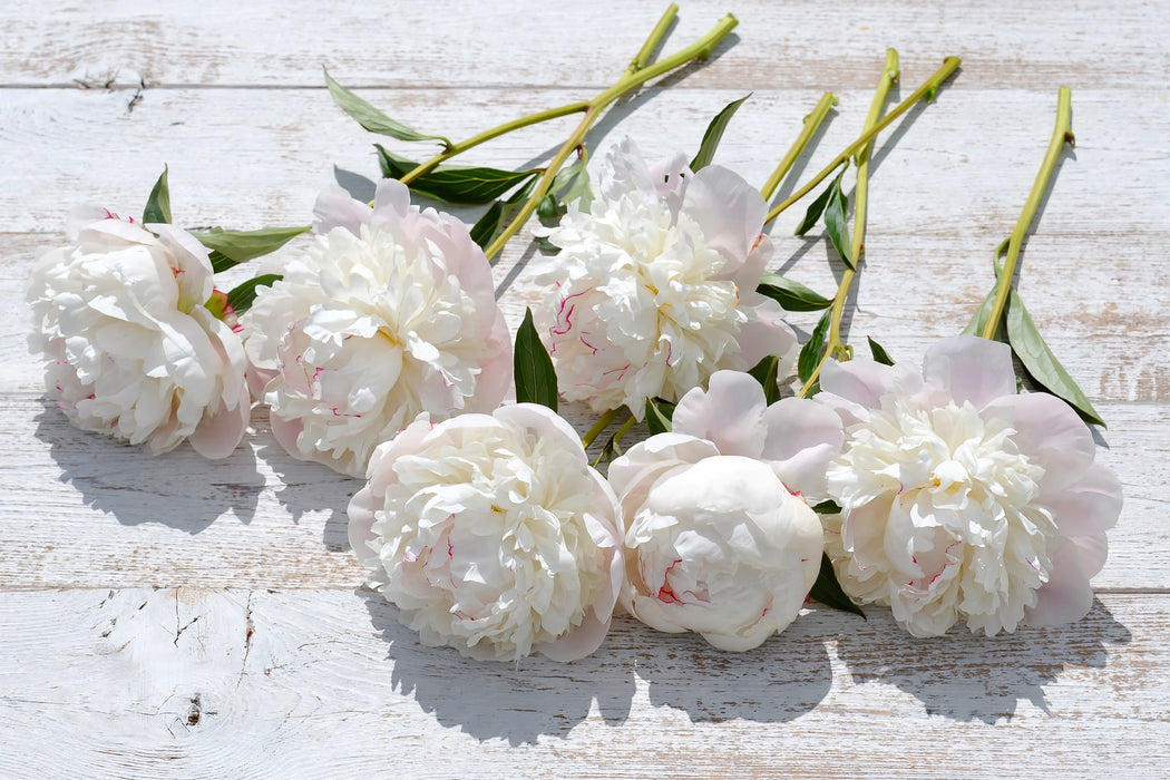 PEONIA MARY NICHOLLS - 50/ 60cm - White - 100 Stems
