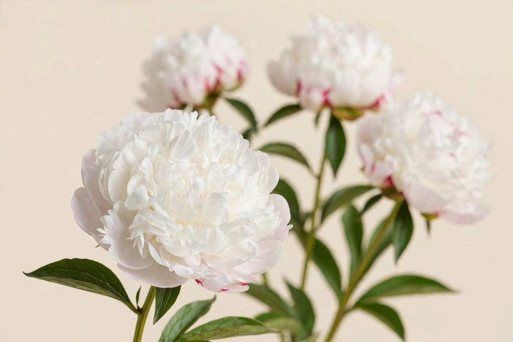 PEONIA MARY NICHOLLS – 50/ 60cm - White - 100 Stems