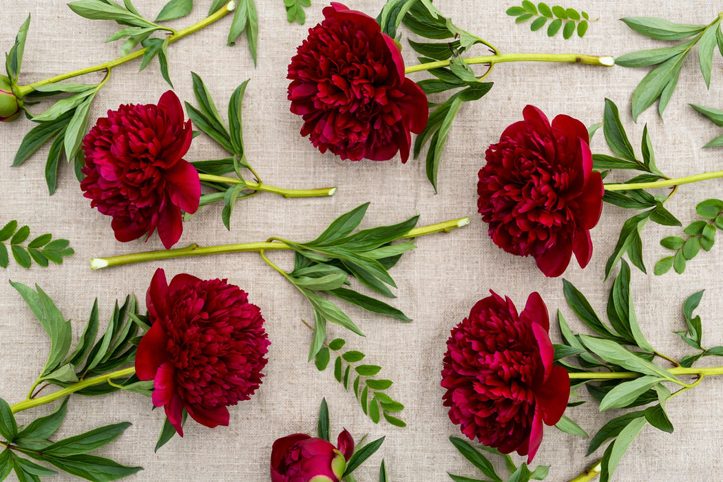 PEONIA RED CHARM 50-60cm - Dark Red - 100 Stems