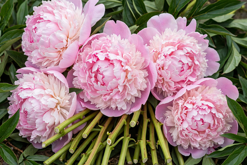 PEONY AAA ANGEL CHEEKS / PINK 50-60cm - Pink - 100 Stems