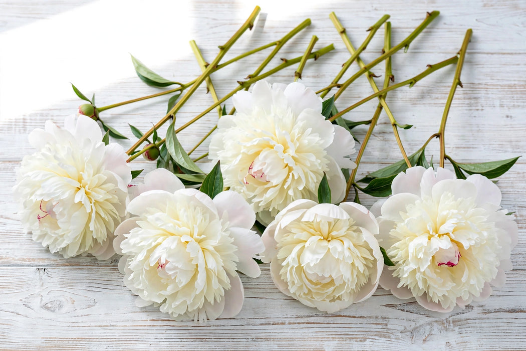 PEONY AAA BOWL OF CREAM 50-60cm - Cream - 60 Stems