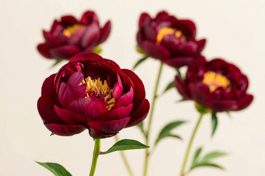 PEONY AAA BUCKEYE BELLE / BURGUNDY 50-60cm - Burgundy - 100 Stems