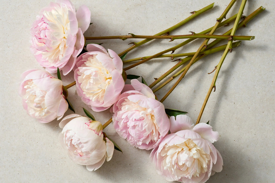 PEONY AAA FLORENCE NICHOLLS / BLUSH 50-60cm - Blush - 100 Stems