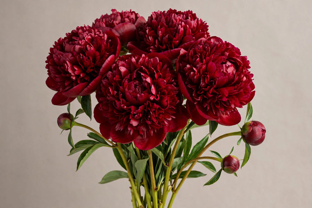 PEONY AAA HENRY BOCKSTOCE / RED - BURGUNDY 50-60cm - Burgundy - 100 Stems