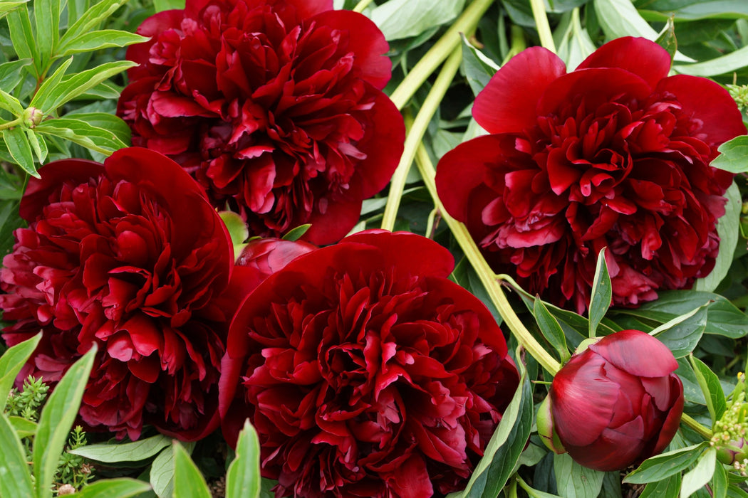 PEONY AAA HENRY BOCKSTOCE 50-60cm - Red - 60 Stems