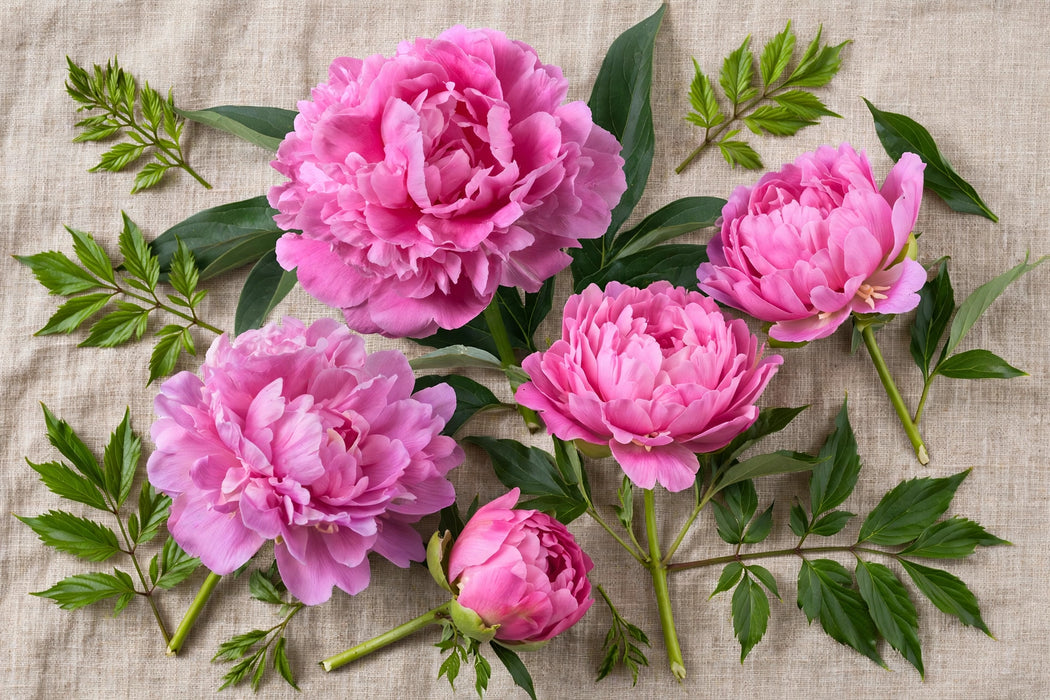 PEONY AAA JACORMA 50-60cm - 100 Stems