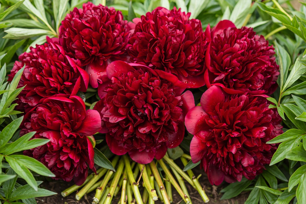 PEONY AAA RED CHARM 50-60cm - Red - 100 Stems