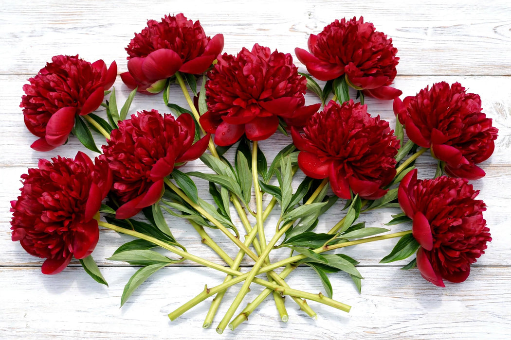 PEONY AAA RED RED CHARM 35-40cm - Red - 60 Stems