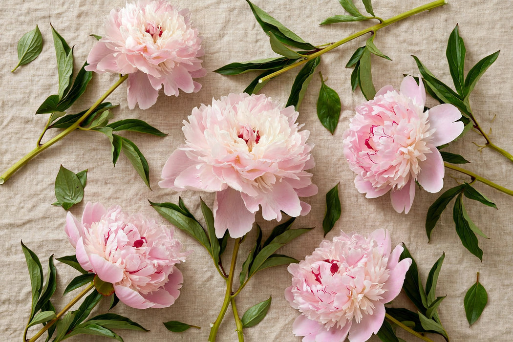 PEONY ALERTIE / LIGHT PINK 40-50cm - Light Pink - 100 Stems