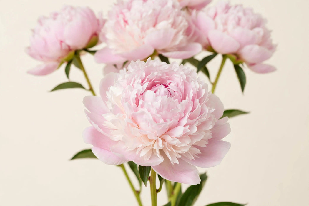 PEONY ALERTIE BIG HEADS 40cm - 60 Stems
