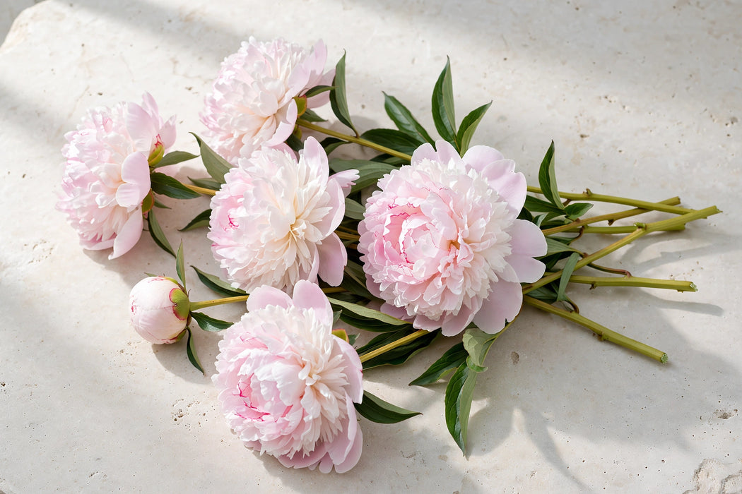 PEONY ALERTIE LIGHT PINK 50cm - Light Pink - 60 Stems