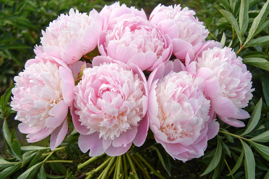 PEONY ALERTIE LT PINK 40-50cm - Light Pink - 100 Stems