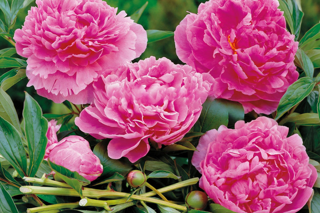 PEONY ALEX FLEMING BRIGHT PINK 55cm - Pink - 100 Stems