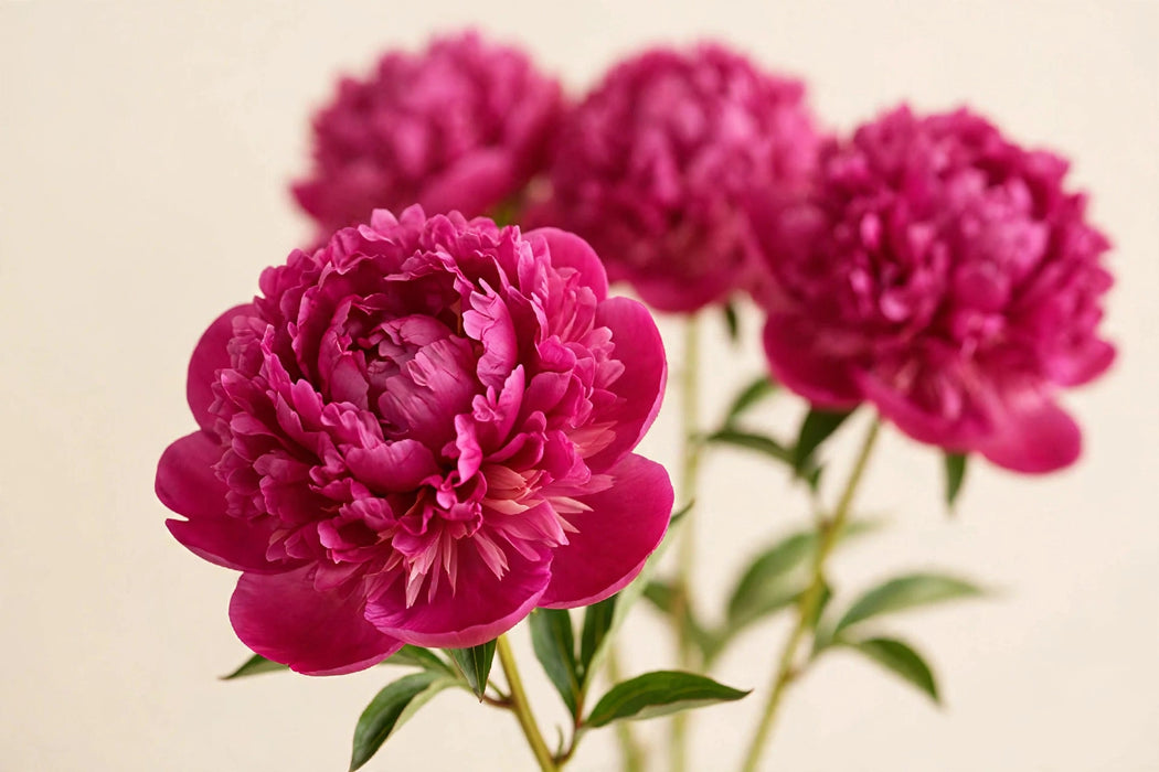 PEONY ALEX FLEMMING DK PINK 50cm - Pink - 100 Stems