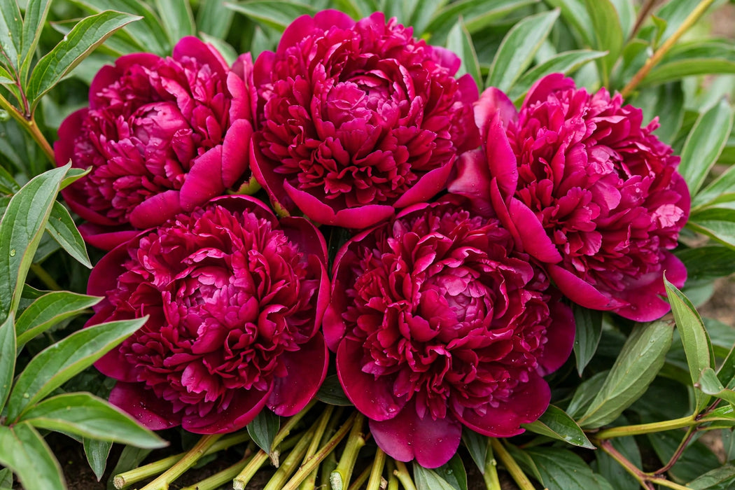PEONY ALEXANDER FLEMING DK PINK 45cm - Pink - 100 Stems