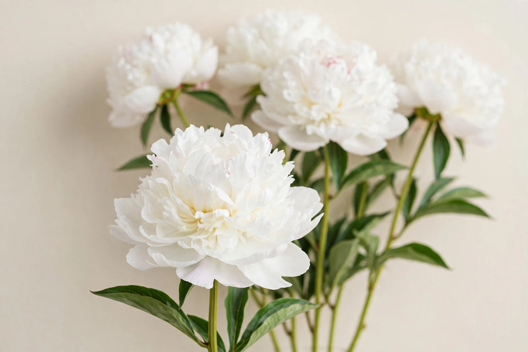 PEONY AMALIA OLSSON WHITE 55cm - White - 60 Stems