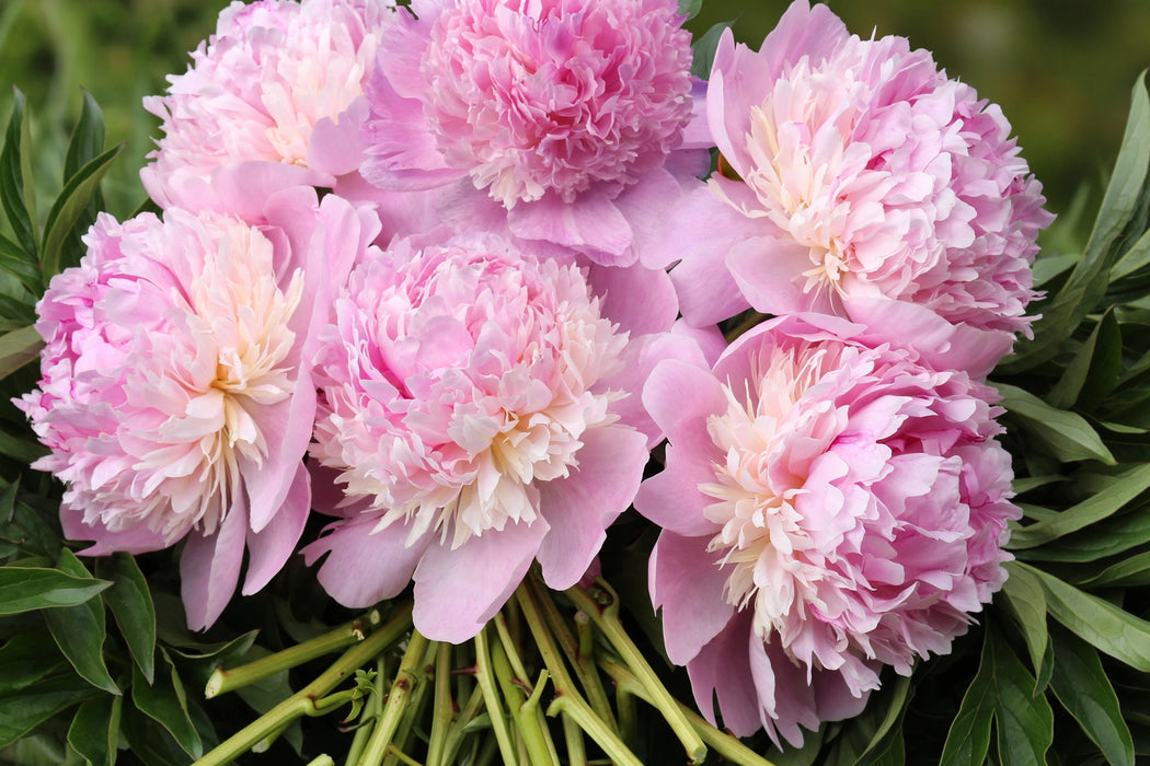 PEONY ANGEL CHEEKS BIG HEADS!! 40cm - 60 Stems