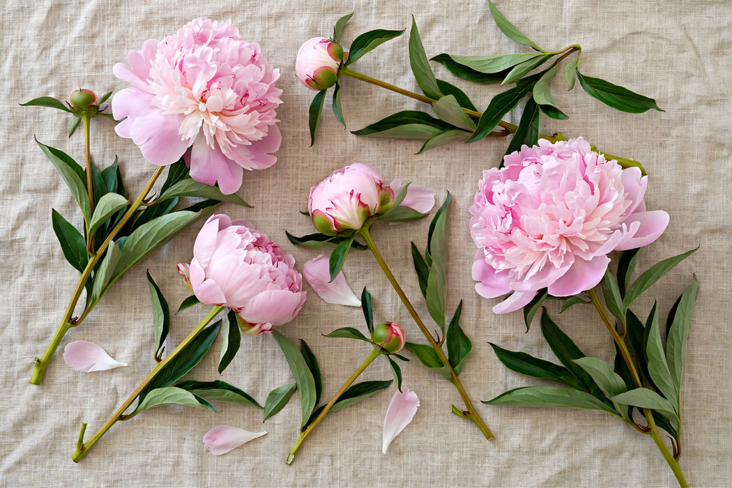 PEONY ANGEL CHEEKS PINK 55cm - Pink - 60 Stems