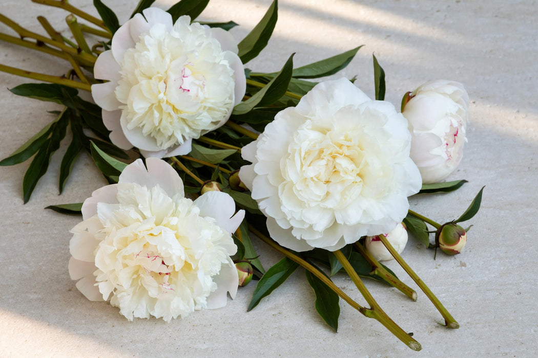 PEONY ANN COUSINS EXTRA GRADE WHITE 55cm - White - 60 Stems