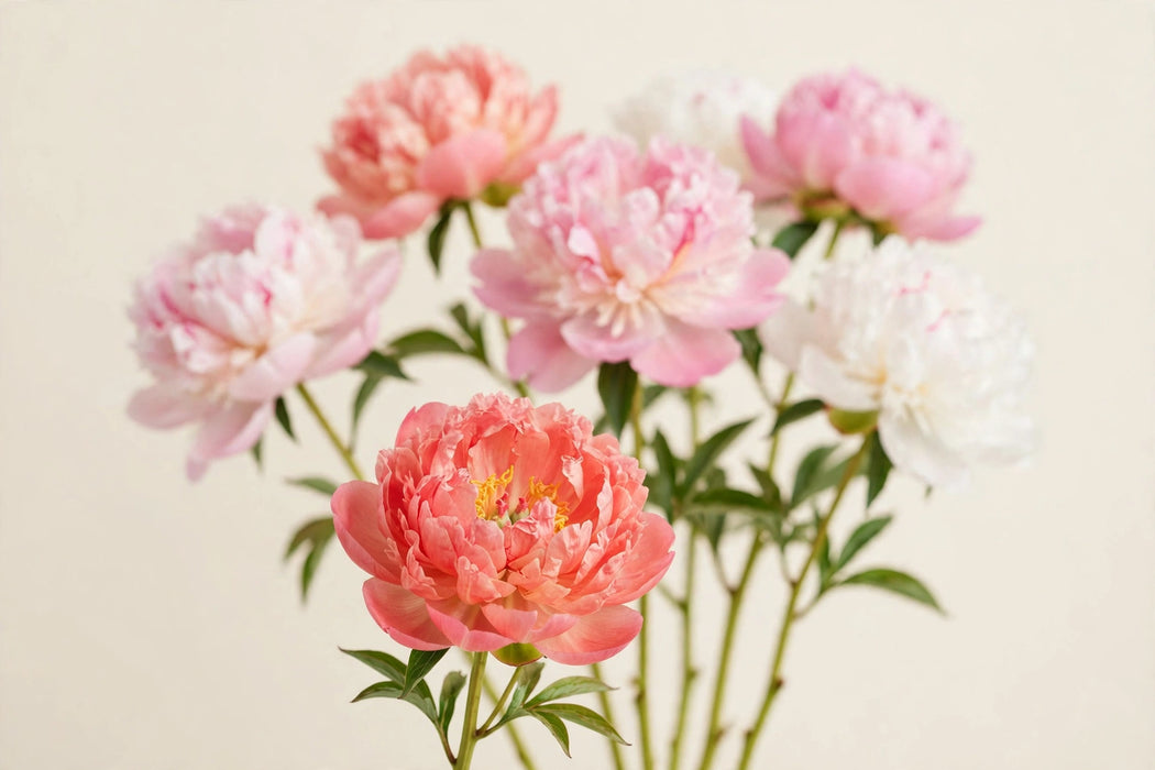 PEONY ASSORTED EX 60cm - 60 Stems