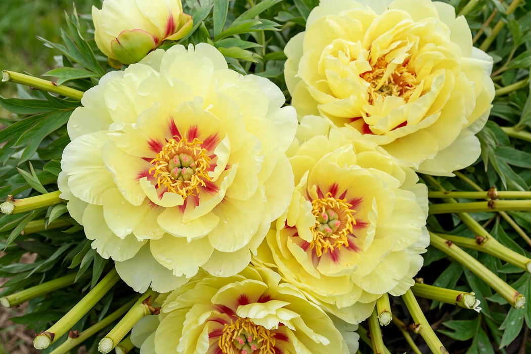 PEONY BARTZELLA 50cm - 60 Stems