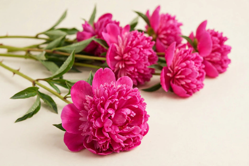 PEONY BELGRAVIA / CHERRY PINK * FUCHSIA 50cm - Fuchsia - 60 Stems