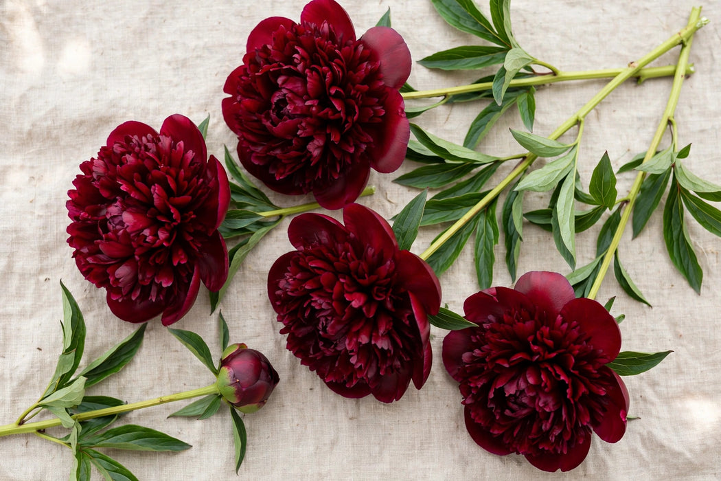 PEONY BELGRAVIA 60cm - 60 Stems