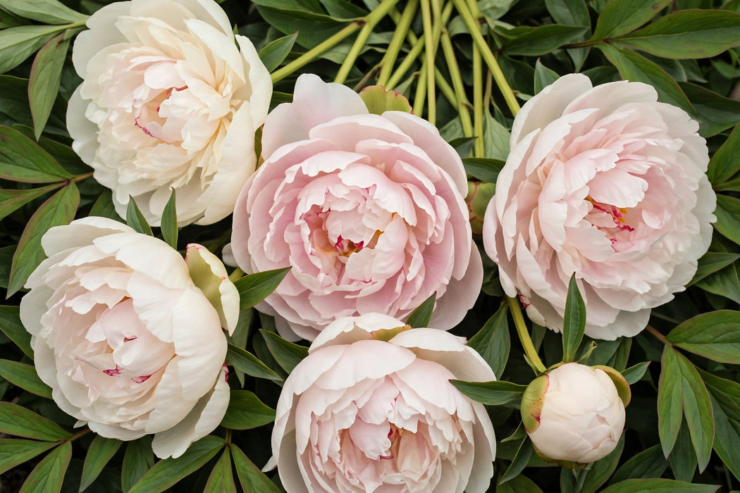 PEONY BLUSHING PRINCESS 60 CN - 60 Stems