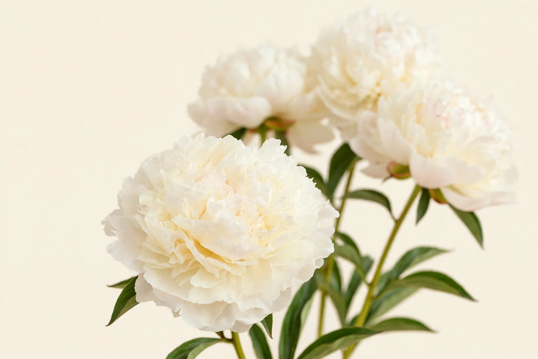 PEONY BOWL OF CREAM 50cm - Cream - 100 Stems