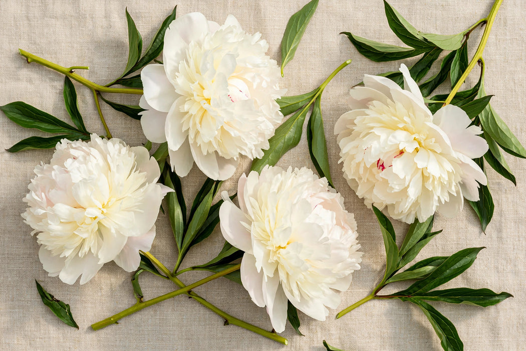 PEONY BOWL OF CREAM 55cm - Cream - 60 Stems
