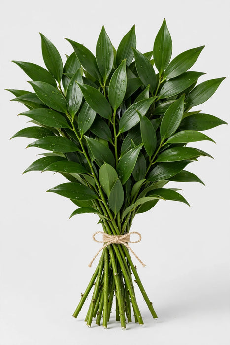 Nagi - 15 Bunches/Box