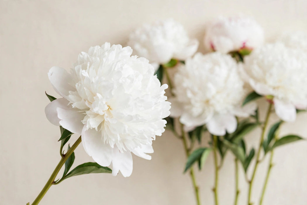 PEONY BRIDAL GOWN EXTRA WHITE 50cm - White - 60 Stems