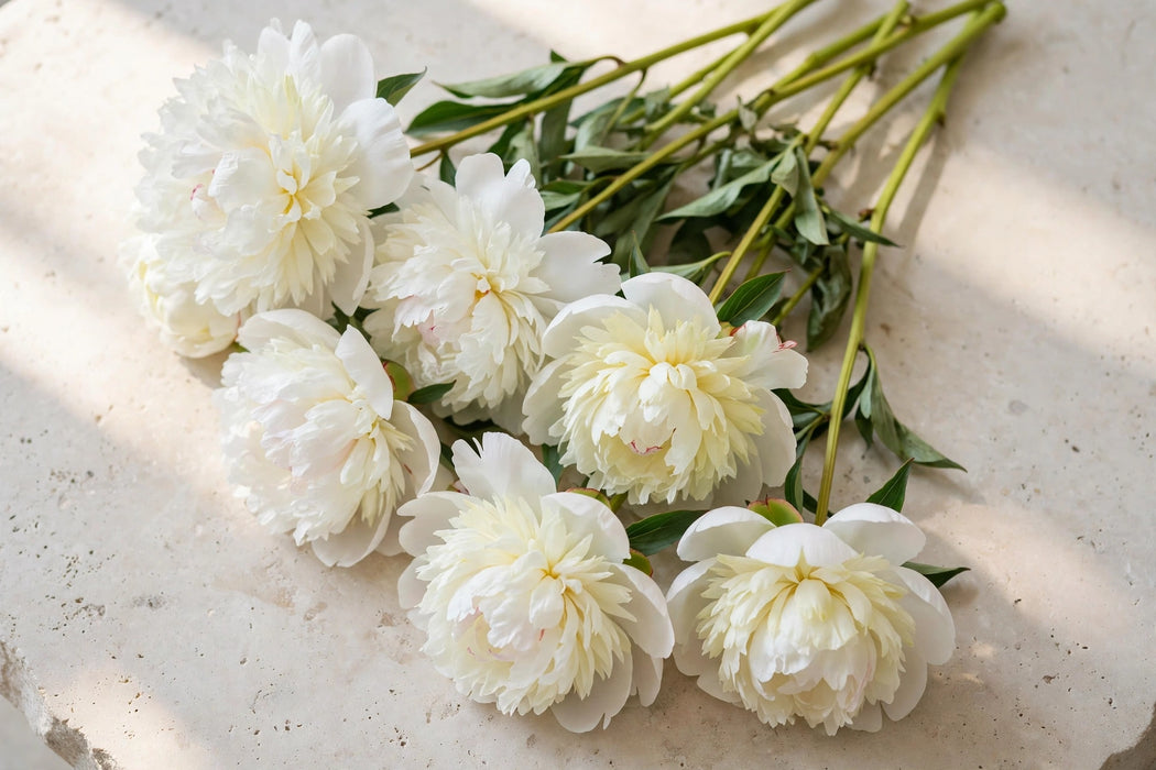 PEONY BRIDAL SHOWER - White - 100 Stems
