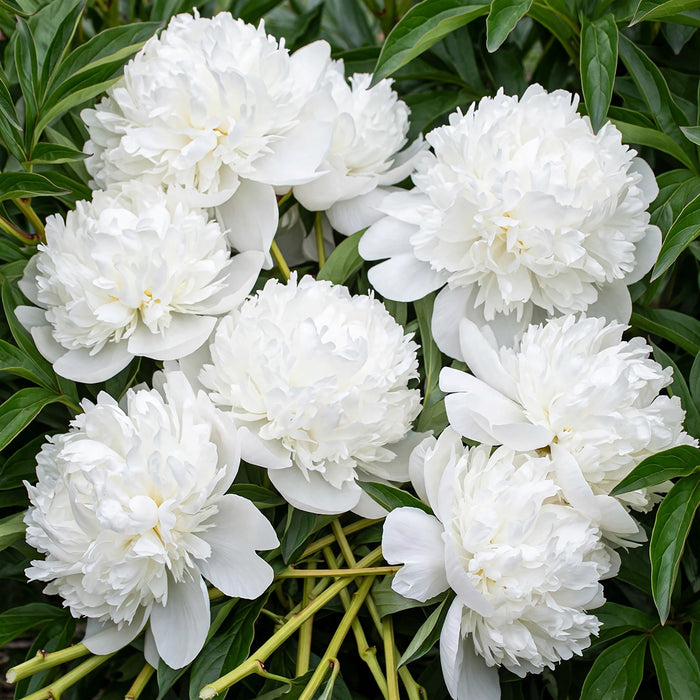 PEONY BRIDAL SHOWER 50-60cm - 100 Stems