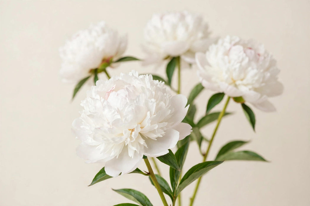 PEONY BRIDAL SHOWER 50cm - White - 100 Stems