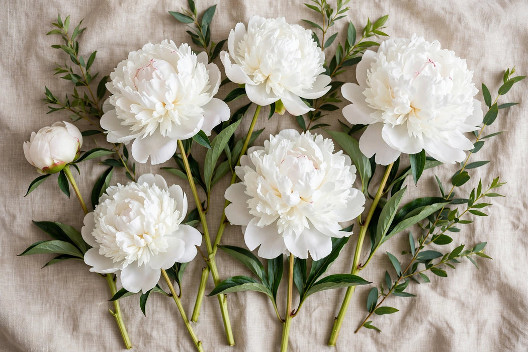 PEONY BRIDAL SHOWER 60 CN - 60 Stems