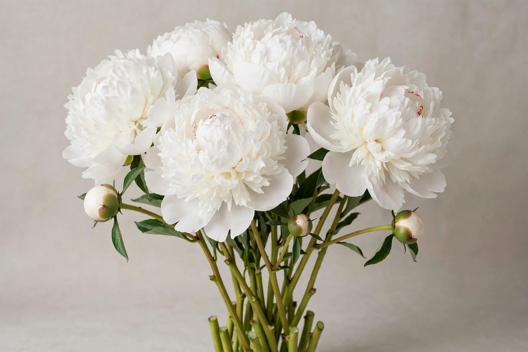 PEONY BRIDAL SHOWER BIG HEADS!! 45cm - 60 Stems