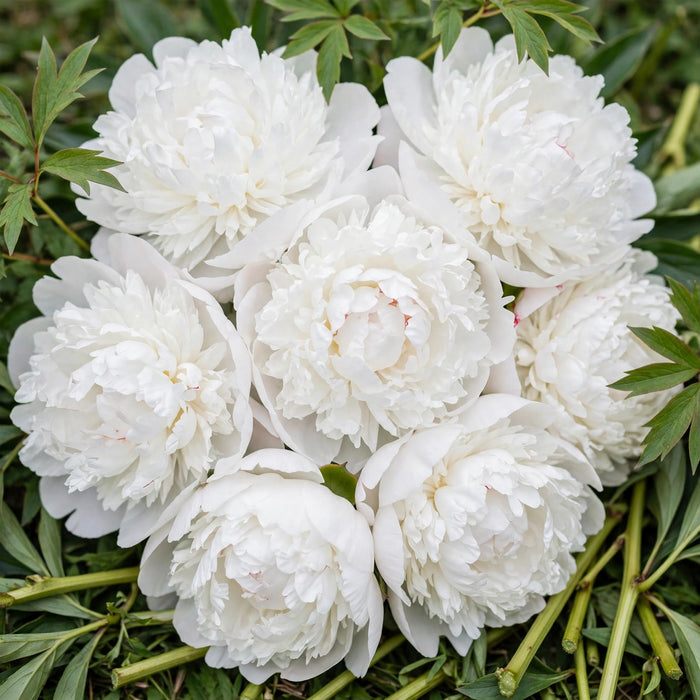 PEONY BRIDAL SHOWER ISRAEL 55cm - 60 Stems