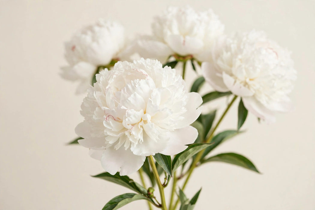 PEONY BRIDAL SHOWER WHITE 50cm - White - 100 Stems