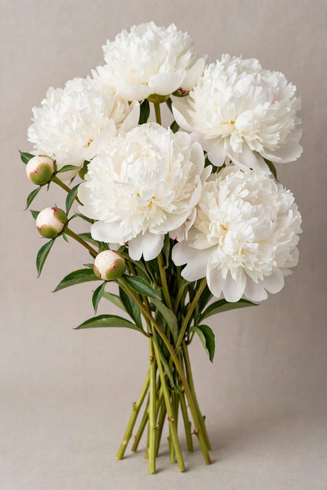 PEONY BRIDAL WHITE BIG HEAD 45cm - White - 60 Stems