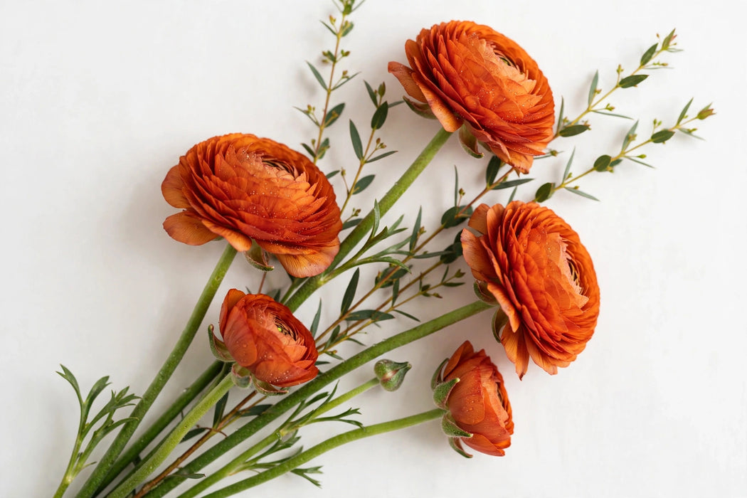 Ranunculus Flower Collection - Ranunculus Dark Orange 50-60CM (120 STEMS / BX)