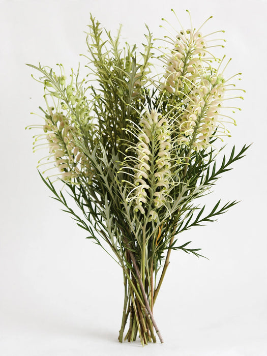 Next Day Delivery - GREVILLEA IVANHOE 50cm 10st - Green - 100 Stems [LIMITED]