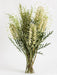 Next Day Delivery - GREVILLEA IVANHOE 50cm 10st - Green - 100 Stems [LIMITED]