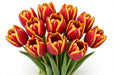 Tulip Collective - Dow Jones 35Cm 25Gr - Bicolor Red/Yellow - 150 Stems