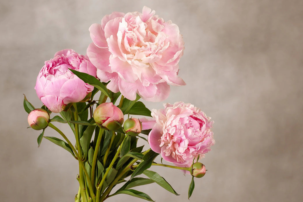 PEONY CATHARINA FONTIJN MED PINK 55cm - Pink - 60 Stems