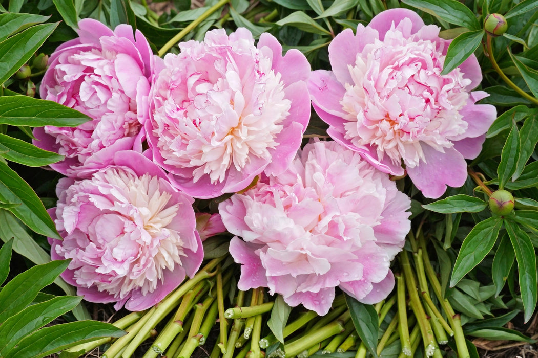 PEONY CATHARINA FONTINA M PINK 55cm - Pink - 60 Stems