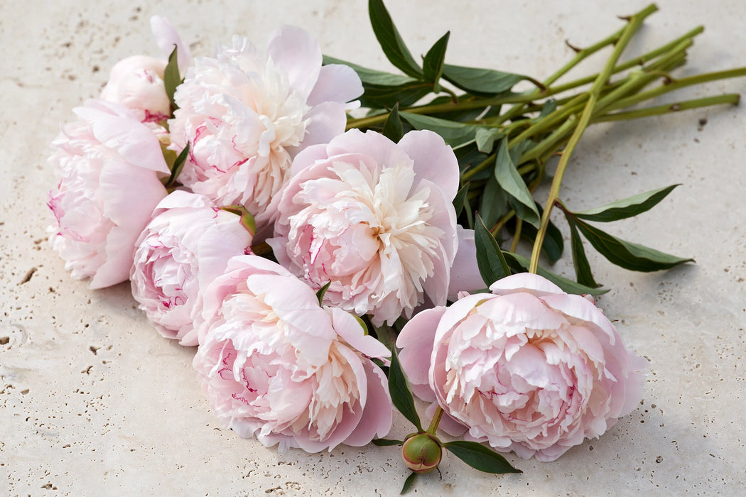 PEONY CATHERINE FONTAINE 60cm - 100 Stems