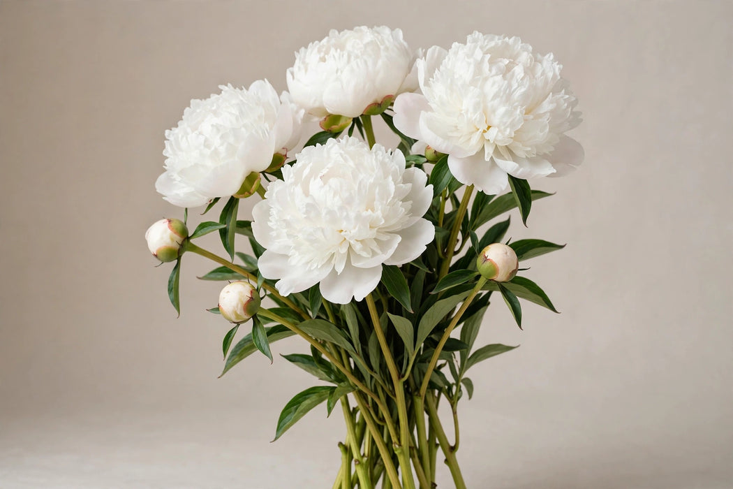 PEONY CHARLIE'S WHITE - White - 100 Stems